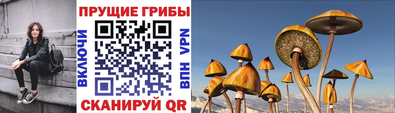 Псилоцибиновые грибы Psilocybine cubensis  Глазов 